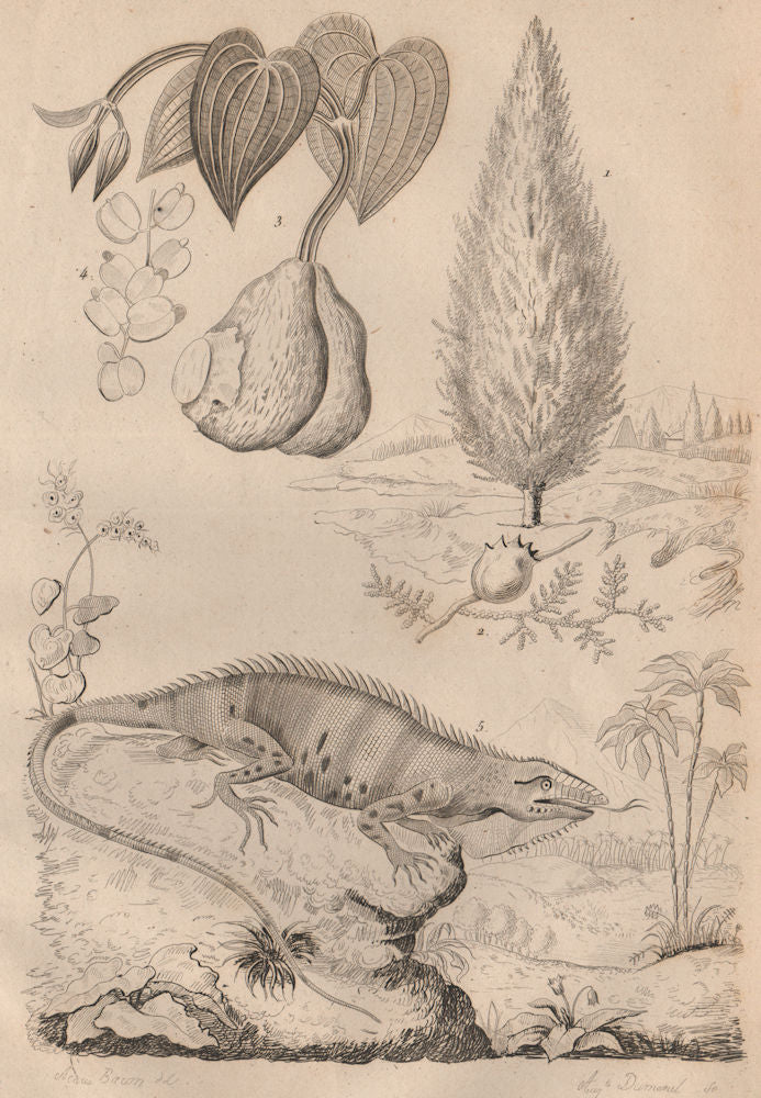 Taxus baccata (English Yew). Igname (Yam). Iguane (Iguana) 1834 old print